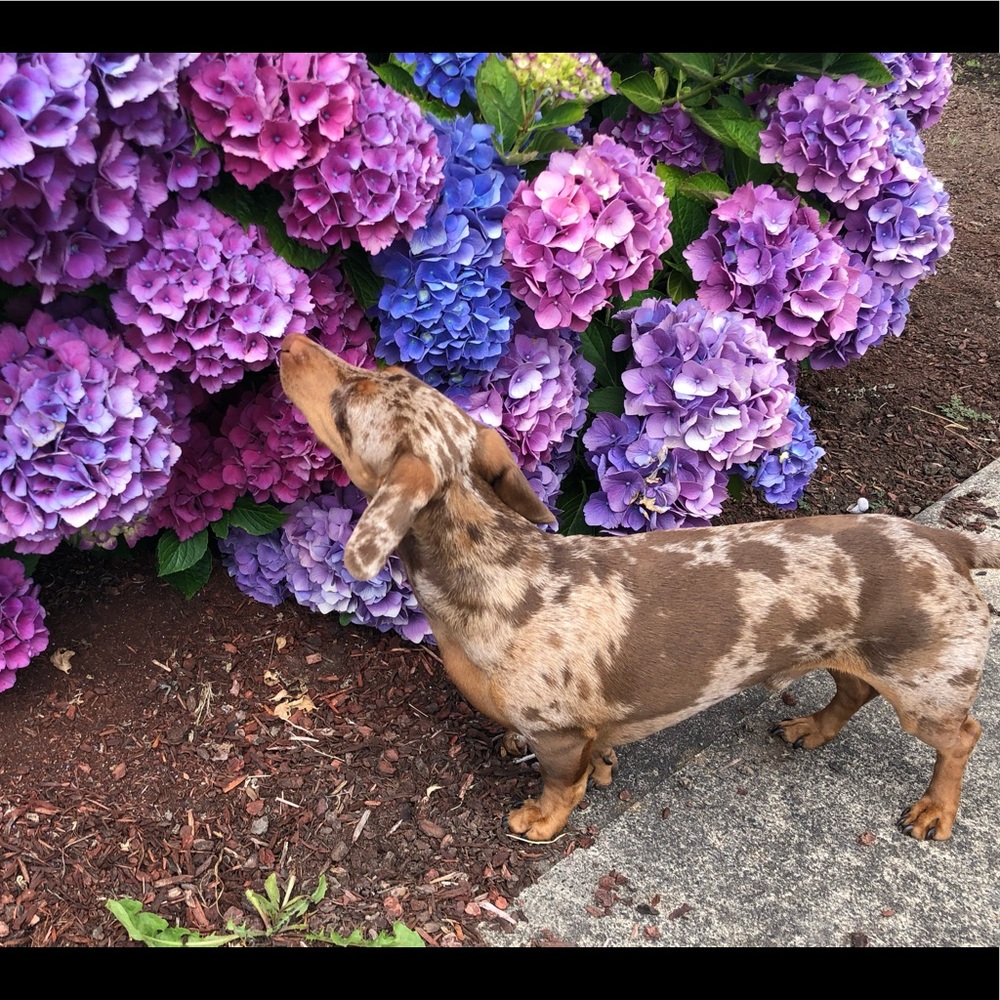 Meet your Posher, Suzette